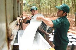 Ngày 20/6: Giá cao su thế giới bước vào giai đoạn điều chỉnh ngắn hạn
