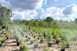 Bắt con nghiện, lần ra đường d&acirc;y trồng cần sa tr&ecirc;n rẫy quy m&ocirc; lớn