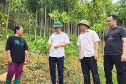 Liên kết trồng quế, hướng đi bền vững giúp người dân vùng cao phát triển kinh tế