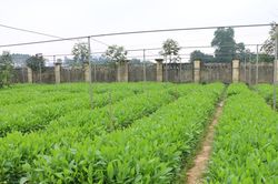 Phạt đến 100 triệu đồng với tổ chức vi phạm sản xuất, buôn bán giống cây trồng