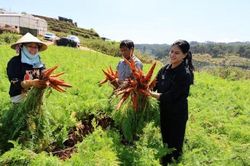 Nông nghiệp hữu cơ trước những yêu cầu mới của 'tam nông'