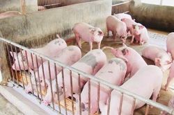 L&acirc;m Đồng: Dịch tả lợn ch&acirc;u Phi xuất hiện tại x&atilde; Đức An, nguy cơ l&acirc;y lan ở khu vực chăn nu&ocirc;i tập trung