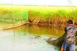 Hiệu quả kinh tế từ mô hình canh tác cá - lúa ở HTX Vạn Phúc