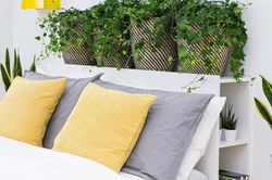 Muốn tình duyên hanh thông, người độc thân nên đặt cây gì trong phòng ngủ?