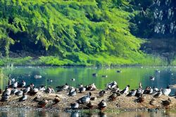 Vườn thú Trung tâm Nepal đóng cửa vì bùng phát dịch cúm gia cầm