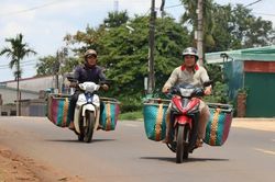 Ngược xu&ocirc;i gom bơ m&ugrave;a thu hoạch
