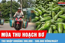 Ngược xuôi gom bơ mùa thu hoạch
