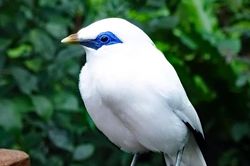 Cuộc chiến sinh tồn kịch tính của loài chim trắng muốt, 'báu vật' Indonesia