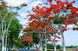 Hành trình kỳ thú của cây phượng vĩ: Từ rừng Madagascar đến sân trường Việt