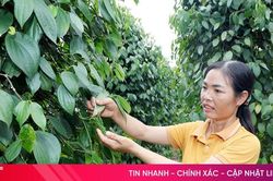Sức sống mới trên miền quê Sơn Nam