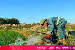 Tăng cường điều tiết nước, đảm bảo lúa hè thu sinh trưởng ổn định