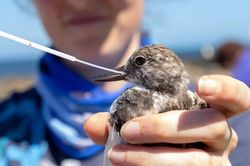 Australia lần đầu ghi nhận cúm gia cầm H5N1 trên đất liền, Thủ tướng lên tiếng cảnh báo