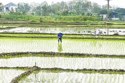 Nâng cao kỹ năng sử dụng thuốc bảo vệ thực vật cho nông dân