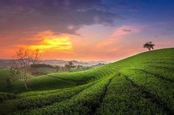 Thị tứ