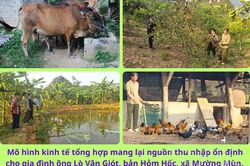 Những nông dân vùng cao làm giàu trên mảnh đất quê hương