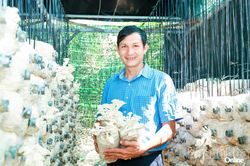 Bỏ phố về làng vì mê trồng nấm