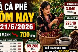 Giá cà phê hôm nay 21/6: Trong nước và thế giới cùng giảm mạnh