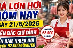Giá lợn hơi hôm nay 21/6: Chênh lệch Bắc - Nam tiếp tục rõ nét
