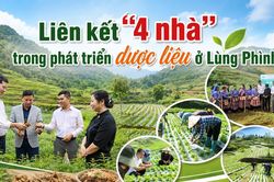 Li&ecirc;n kết '4 nh&agrave;' trong ph&aacute;t triển dược liệu ở L&ugrave;ng Ph&igrave;nh
