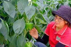 Hái quả ngọt từ nông nghiệp sạch