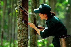 Ngày 21/6: Giá cao su thế giới biến động trái chiều, trong nước ổn định