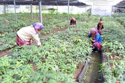 Bộ Y tế phân cấp cho UBND cấp tỉnh thẩm quyền cấp, thu hồi Giấy chứng nhận dược liệu đạt GACP