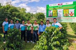 PVFCCo - Phú Mỹ: Hệ sinh thái dinh dưỡng toàn diện cho cây trồng
