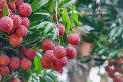 Vải thiều ngọt lịm mùa hè, người cao huyết áp ăn thế nào để không hại sức khỏe?