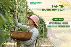 Thị trường nông sản 21/6/2026: Hồ tiêu rơi mốc 140.000 đồng/kg, cà phê chạm đỉnh nhiều tháng