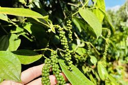 Gi&aacute; ti&ecirc;u h&ocirc;m nay 21/6: Trong nước giảm mạnh