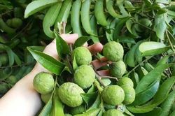 Vị sấu xanh ngày ấy