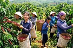 Giá cà phê hôm nay 22.6: Quay đầu giảm, xu hướng tiếp theo ra sao?