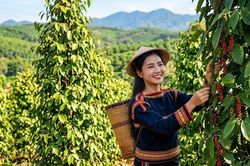 Gi&aacute; hồ ti&ecirc;u h&ocirc;m nay 22.6: Thị trường đi ngang, chờ t&iacute;n hiệu mới từ xuất khẩu