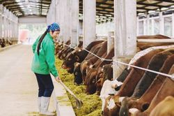 Tăng cường thanh tra, kiểm tra, xử lý nghiêm các hành vi vi phạm hành chính về chăn nuôi