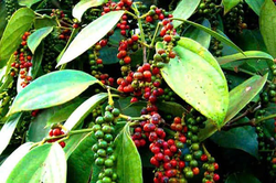 Bản tin nông sản hôm nay (22-6): Giá hồ tiêu giảm mạnh