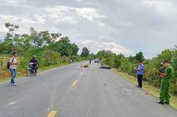 Cần chấm dứt tình trạng thả rông gia súc dọc Quốc lộ 19