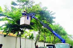 Đảm bảo an toàn cây xanh mùa mưa bão