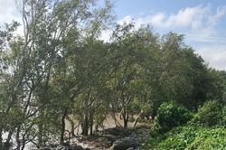 Kiến nghị thu hồi đất dự án 4 triệu cây giống bỏ hoang 17 năm
