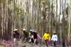 Bàng hoàng phát hiện hai vợ chồng tử vong khi đi đốt thực bì