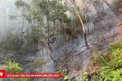 Huy động tối đa lực lượng cứu rừng