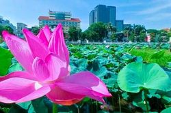 Mê mẩn những cánh sen tinh khiết tại Hồ Tây