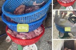 Khởi tố 3 đối tượng giết mổ lợn mắc dịch tả châu Phi bán ra thị trường