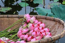 Nghề ướp trà sen-tinh hoa ẩm thực Quảng An, Tây Hồ