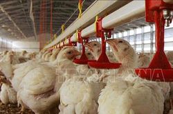 Australia tăng cường giám sát sự lây lan của virus cúm gia cầm