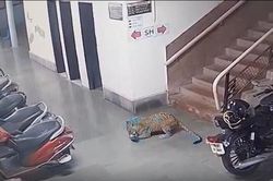Báo hoa mai rình rập, ngoạm cổ bắt trộm chó trong đêm