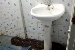 Mở cửa phòng tắm, người phụ nữ thấy trăn khổng lồ dài hơn 4,5 mét đang ẩn nấp