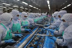 Tôm Cà Mau mang về 1 tỷ USD sau nửa đầu năm 2026