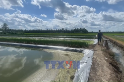 Tín dụng chính sách tiếp sức nông dân Vĩnh Long phát triển kinh tế