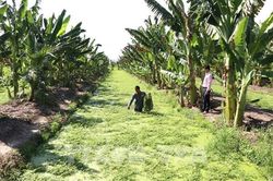 Vốn t&iacute;n dụng ch&iacute;nh s&aacute;ch tạo đ&ograve;n bẩy cho kinh tế n&ocirc;ng th&ocirc;n