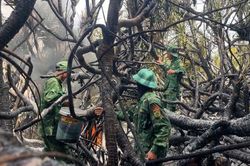 Quảng Trị kịp thời khống chế hai vụ cháy rừng